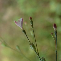 Oldenlandia stricta L.